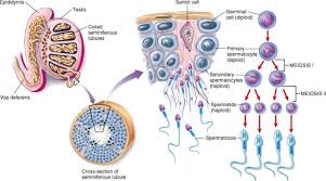 اسپرماتوژنز , اعمال تولید مثلی , هورمونی , مردان , آناتومی , فیزیولوژیک , اندام های جنسی مرد , اسپرماتوژنز , مراحل اسپرماتوژنز , میوز , تشکیل اسپرم , عوامل هورمونی , محرک اسپرماتوژنز , بلوغ اسپرم , اپیدیدیم ,   ذخیره سازی اسپرم , در بیضه ها , کیسه های منی , غده ی پروستات , منی , اثر دما , بر اسپرماتوژنز , اثر تعداد اسپرم ها بر باروری , اثر مورفولوژی , تحرک اسپرم بر باروری , عمل جنسی مرد , محرک نورونی , انجام عمل جنسی مرد , عنصر روانی , تحریک جنسی مرد , انسجام عمل جنسی مرد در نخاع , مراحل عمل جنسی مرد , تستوسترون , هورمون زردساز , (LH) , هورمون محرک فولیکول , (FSH) , استروژن , هورمون رشد