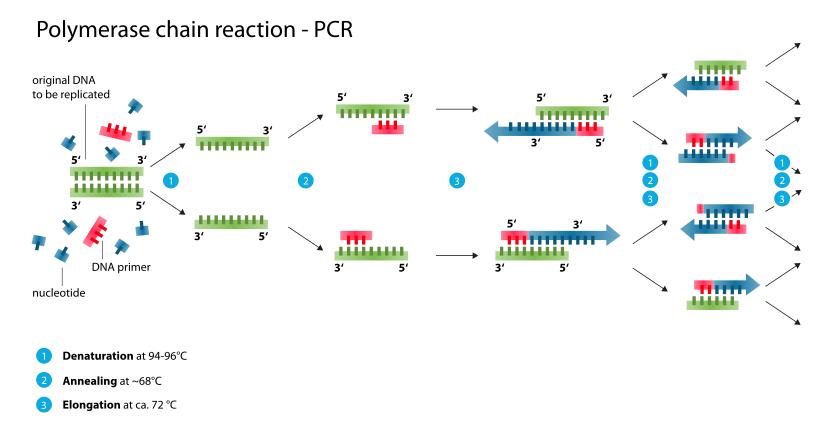 اصول PCR , کاربردهای آن , طراحی پرایمر , مواد و وسایل لازم برای PCR ,  DNA الگو , (Template   DNA) ,  دزوكسي نوكلئوتيد تري فسفات , (dNTPs) , پرایمرهای Forward و Reverse , طراحی پرایمر , Taq DNA   polymerase , بافر , ترموسایکلر مراحل  PCR , مرحله واسرشت ,  (Denaturation step) , مرحله اتصال ,  (Annealing step) , مرحله پليمريزاسيون یا طویل شدن , Extension/elongation step , ادامه PCR بعد از چرخه اول , مرحله طویل شدن نهایی , (Final elongation) , نگهداری نهایی , (Final hold) , ردیابی , (detect) , محصول PCR , کاربردهای PCR , انگشت نگاری ژنتیک , (genetic fingerprinting) , بررسی DNA قدیمی ,  (ancient DNA) , جداسازی DNAی ژنومی , تعیین توالی DNA , کلونینگ با PCR , انواع PCR , BAX Dupont-Qualicon , Allele-specific PCR Asymmetric PCR , Assembly PCR یا , (Polymerase Cycling Assembly: PCA) , Hot-start PCR Intersequence-specific PCR ,  Inverse PCR , Miniprimer PCR RT-PCR , ترانس کریپتاز معکوس ,  (reverse transcriptase) , واکنش زنجيره ی پليمراز , نسخه برداری معکوس RT-PCR , مشکلات PCR , باید ها و نباید ها در PCR , واکنش زنجیرهٔ پلیمراز , Polymerase Chain Reaction , که مخفف آن , PCR , واکنش زنجیره ای پلیمراز (PCR) , تکنیکی در , زیست شناسی مولکولی , به منظور , تکثیر یک نسخه منفرد , یا نسخه های کمی از یک , قطعه DNA , توالی خاص , تکنیک ,قطعه خاص از DNA , تشخیص و نظارت , بر بیماری های ژنتیکی، ,  شناسایی مجرمان , زمینه پزشکی قانونی ,  مطالعه عملکرد 
