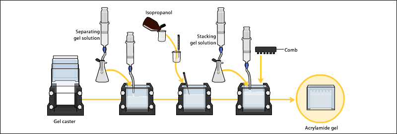 تکنیک الکتروفورز عمودی , SDS-PAGE , اثر ژل پلی اکریل آمید , تکنیک SDS-PAGE در شرایط احیایی و غیراحیایی , مکانیسم عمل مرکاپتو اتانول, ژل متراکم کننده (Stacking gel), و ژل جداکننده (resolving gel) ,مواد لازم جهت انجام SDS-PAGE, ژل پایین (ژل جدا کننده),پرسولفات آمونیوم,محلول استوک اکریل آمید,رنگ آمیزی با کوماسی بلو R-250,عدم پلیمریزاسیون یا پلیمریزاسیون ناقص ژل , منعقد نشدن بخشی از ژل اکریل آمید در قالب شیشه ای, مشکل: جدا شدن ژل از شیشه یا ,طلق های قابل اتصال به ژل, چروکیده شدن ژل, چاهک های نامنظم و ناقص در ژل بالا (Stacking gel , حرکت بیشتر رنگ نشانگر ,در بخش میانی ژل, وجود باند قوی در ابتدای ژل جدا کننده , قرار نگرفتن نمونه در ته چاهک ها , جاری شدن نمونه در چاهک های کناری , باندهای نامنظم و مواج ,  وجود ستون های رنگی با باندهای نا مشخص یا کاملا تفکیک نشده, خطوط رنگی در مسیر ,الکتروفورز در ستون ها , رانش کاتدی پروتئین ها در ایزوالکتروفوکوسینگ , عدم تکرار پذیری نتایج الکتروفورز