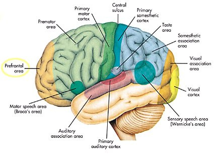 اصطلاحات برونر, مغز و اعصاب, brain-brunner-terminology, دانلود, مجموعه ای, مهمترین اصطلاحات, رایج پرستاری, مغز و اعصاب, بر اساس کتاب مرجع, برونر, سودارث پرستاری, قالب فایل آموزشی