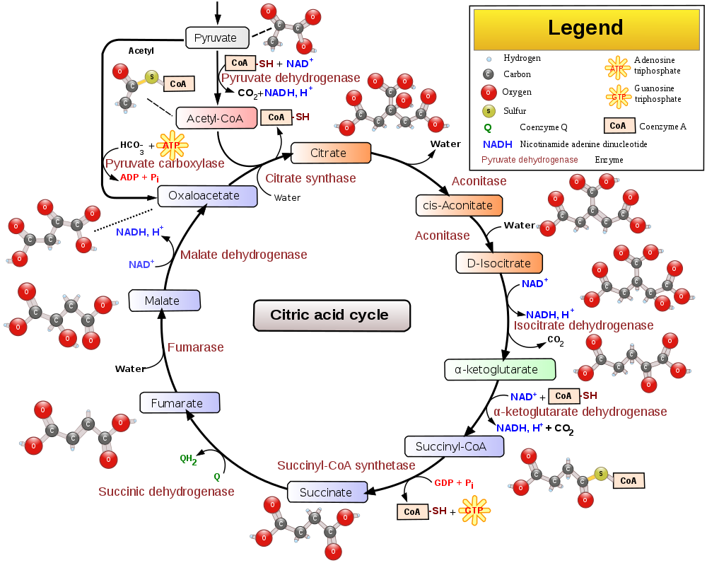 واکنشهای گلیکولیز و چرخه کربس , (چرخه اسید سیتریک) , توضیحات کامل به همراه فیلم اموزشی , glycolysis , چرخه تری‌کربوکسیلیک اسید (TCA) , مراحل واکنشهای گلیکولیز , مراحل چرخه کربس , فسفریلاسیون گلوکز , گلوکز فسفات ایزومراز , آلدولاز , نیکوتین آمید آدنین دی نوکلئوتید , آنزیم فسفوگلیسرو موتاز , آنزیم لاکتات دهیدروژناز , ایجاد استیل کوآنزیم A , آنزیم آکونیتاز , جمع بندی واکنشهای چرخه TCA , فیلم اموزشی واکنشهای گلیکولیز و چرخه کربس (چرخه اسید سیتریک) , چرخه اسید سیتریک , چرخه کربس , انیمیشن , چرخه کربس در بیوشیمی , شکل چرخه کربس , توضیح کامل چرخه کربس , چرخه کربس , pdf , محل انجام چرخه کربس , انیمیشن زیست شناسی سال چهارم کلیات , چرخه کربس , فیلم کلیات چرخه کربس , انیمیشن آموزشی آموزش زیست چرخهٔ اسید سیتریک , چرخه کربس , چرخهٔ تری‌کربوکسیلیک , چرخه گلیکولیز , چرخه کربس در گیاهان , گلیکولیز pdf , گلیکولیز و چرخه کربس , چرخه گلیکولیز به زبان ساده , شکل چرخه گلیکولیز , گلیکولیز چیست , گلیکولیز بی هوازی , سرنوشت پیروات , تبدیل پیروات به لاکتات , قندکافت
